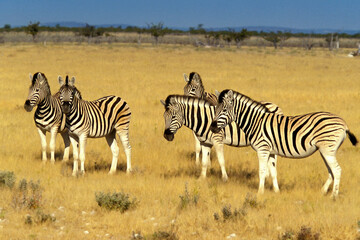Fototapeta na wymiar zèbre de Burchell Equus burchelli à Etosha en Namibie