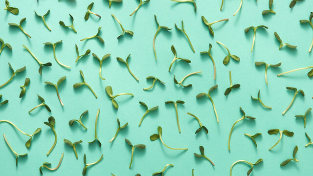 Plant pattern from organic grown microgreen.