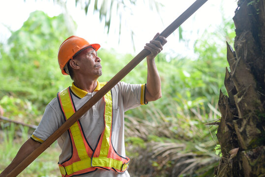 Senior traditional asian palm oil farmer pruning palm oil fronds and harvesting palm oil fruit with cutting tool