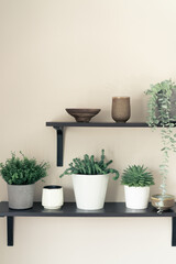 Stylish open space shelves with plants, authentic handmade ceramic dishes and plates. Design interior of cozy kitchen