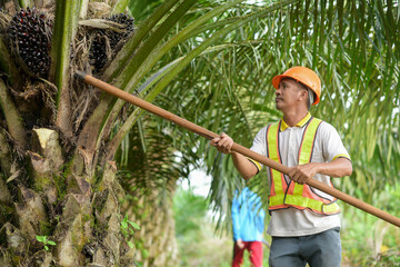 Senior traditional asian palm oil farmer pruning palm oil fronds and harvesting palm oil fruit with cutting tool