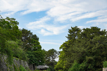 Fototapeta na wymiar Green big tree against blue sky background with rocks Japanese castle wall at Nagoya Castle in Japan.