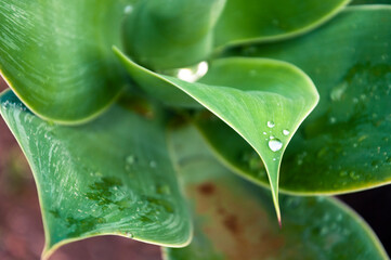 Textured agave leaves close-up with water drops after rain.