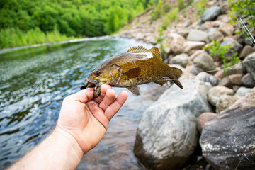 Holding smallmouth bass fresh out of water