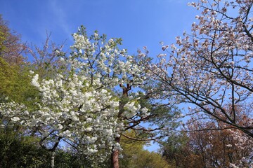 Kyoto cherry blossoms in Uji