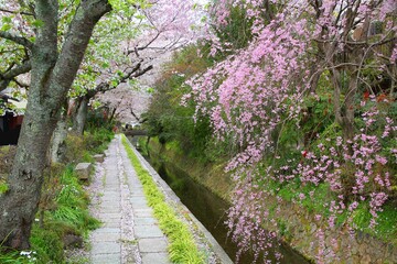 Cherry blossoms in Kyoto Philosopher's Path