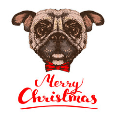 Hand drawn portrait of Pug dog with red tie, with quote Merry Christmas, vector illustration