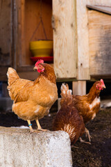 Vertical selective focus view of free range hens in their yard, with rustic hen house in soft focus background, Kamouraska, Quebec, Canada
