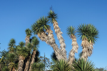 Obraz na płótnie Canvas Yucca brevifolia or Joshua Trees against clear blue sky in botanical garden in Australia.