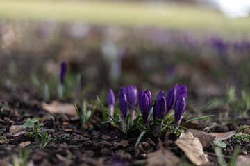 purple crocus flowers in spring