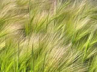 Light green feather grass photo