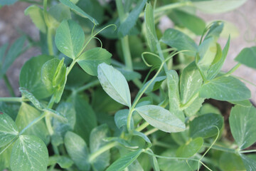 Fototapeta premium Organic snap pea green beans