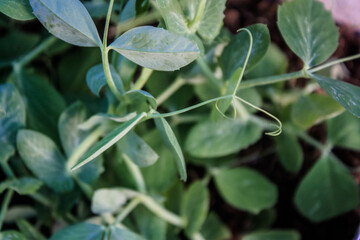 Organic snap pea green beans