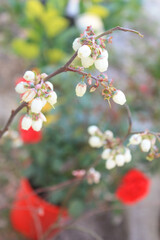 Blueberry plant blooming in spring