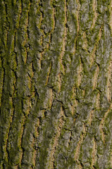 brown and green texture bark of tree, wood background