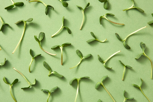 Close up fresh organic microgreen pattern.