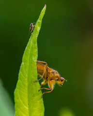 Two flies on a leaf