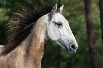 Portrait of a horse's head