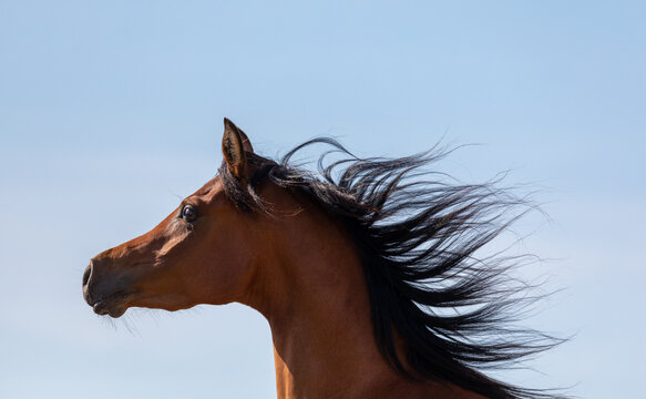Portrait of a horse's head