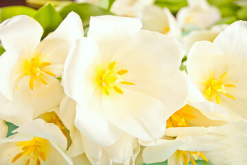 Fresh beautiful white tulips flowers close up