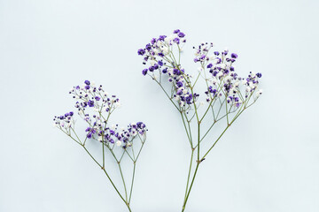Small white gypsophila flowers on a blue background, space for text, minimalism