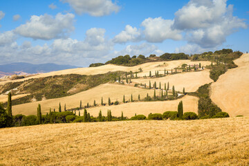 Cypresses bordering a serpentine road in Tuscany contryside, Pienza, Italy