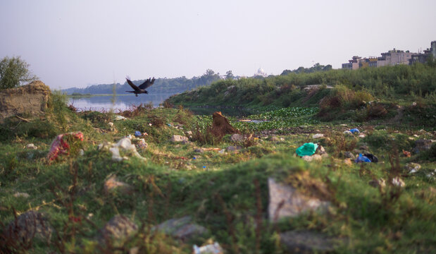 Bird and trash