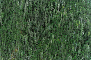 The forest on the mountain from afar