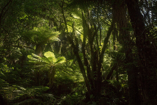 Lush rainforest.