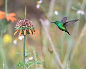 Colibrí pequeño en el aire volando hacia flores de oreja de león © Atelopus