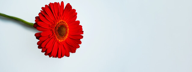 Minimalist banner with a red gerbera flower on a blue background