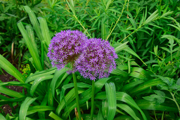 Lilafarbener Zierlauch in Nahansicht