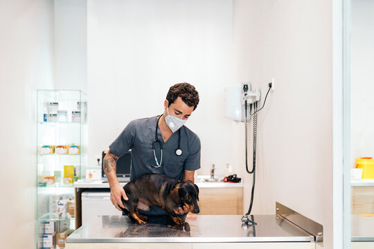 Portrait of Male Veterinarian Examining a Dog