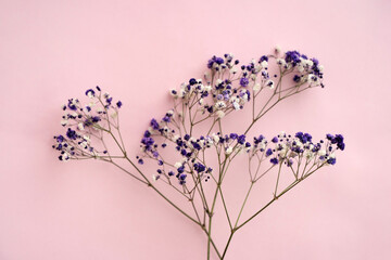 Small white gypsophila flowers on a pink background, space for text, minimalism