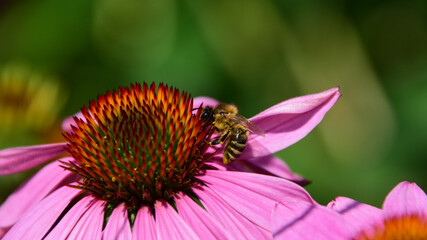 Eine Wildbiene auf einer Echinacea