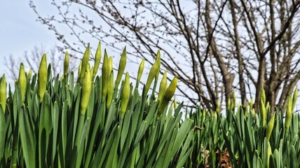 Flowers before they bloom