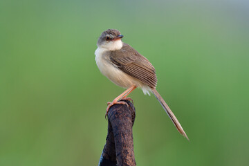 brown wings with pale white belly and long tail bird perching on burned wooden over green environment
