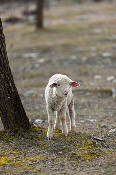 Sheep and goats in Pahalgam, Kashmir