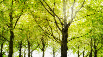 Fototapeta na wymiar im frühling unter grünen laubbäumen