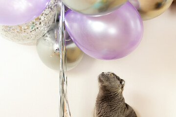 Grey cat scottish fold sits near gel balloons, festive mood