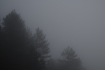 Arbre dans le brouillard