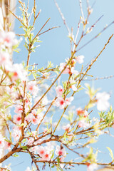 Background of almond blossoms tree. Cherry tree with tender flowers. Amazing beginning of spring. Selective focus. Flowers concept.