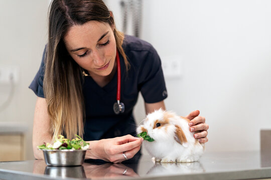 Female Veterinarian Examining A Rabbit In A Vet Clinic.