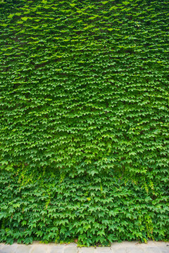 Beatiful spring green vine leaf on wall