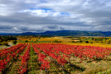 vignes d'automne