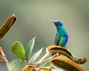 Colibrí perchado sobre una rama de guaba © Atelopus