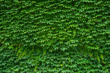 Beatiful spring green vine leaf on wall