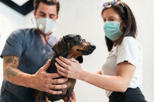 Portrait of Vet Worker Using Stethoscope With Dog