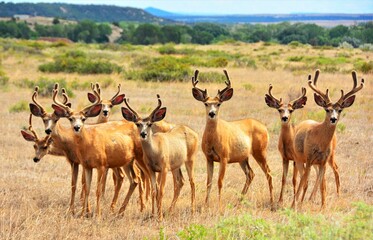 Naklejka na ściany i meble Herd of Deer in Southern Colorado. 