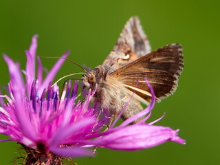 brown moth on beautiful purple blooming flower with green background (Autographa gamma)